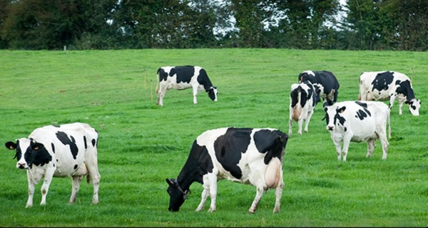 Vrai ou Faux, sur l’image il y a 7 vaches ?