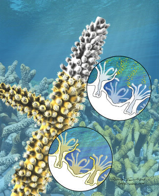 Quel est le corail non photosynthétique ?