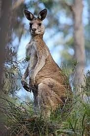 Qui est ce kangourou ?