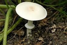Quel est ce champignon ?