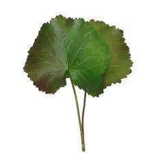 Donnez le nom usuel et le nom botanique de cette fleur ?
