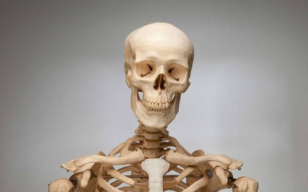Combien d'os comporte le corps humain ?