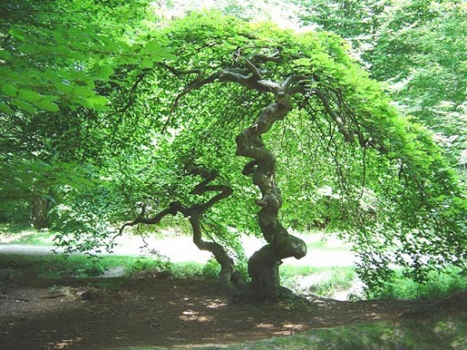Quel est cet arbre remarquable ?