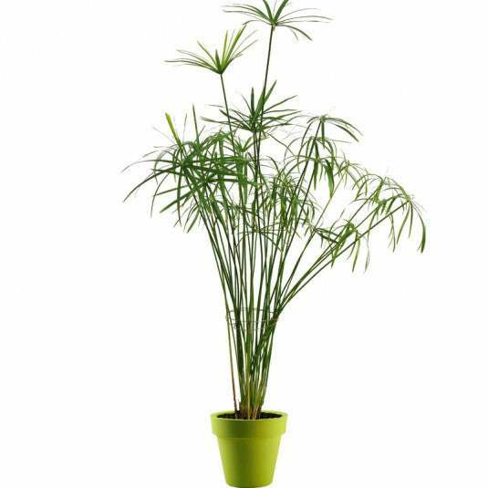 Donnez le nom usuel et le nom botanique de cette plante ?