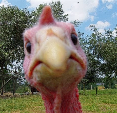 Why do Joe Biden pardons turkeys ?