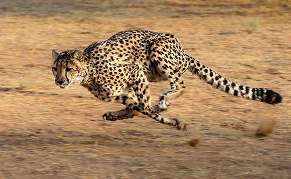 Le guépard peut faire des sprints à 100 km/h ?
