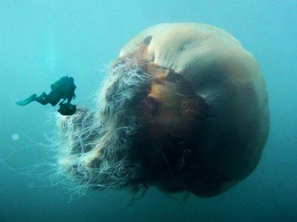 Quelle est la taille de la plus grande méduse ?