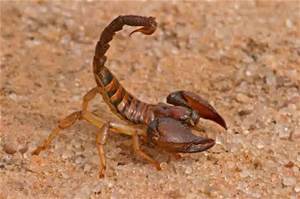 Comment appelle-t-on ce scorpion ?