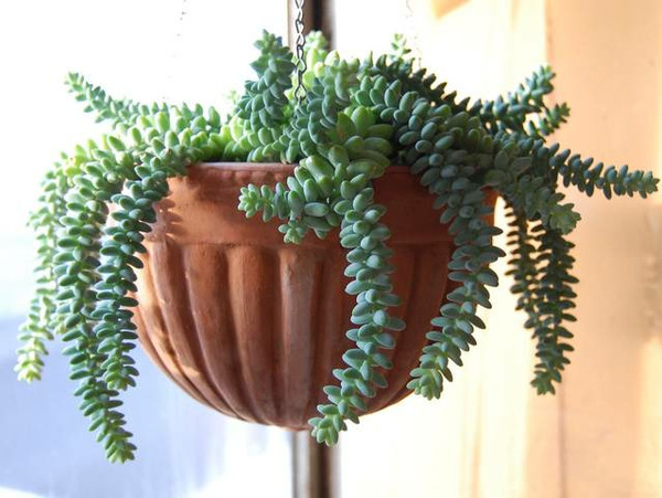 Donnez le nom usuel de cette plante :