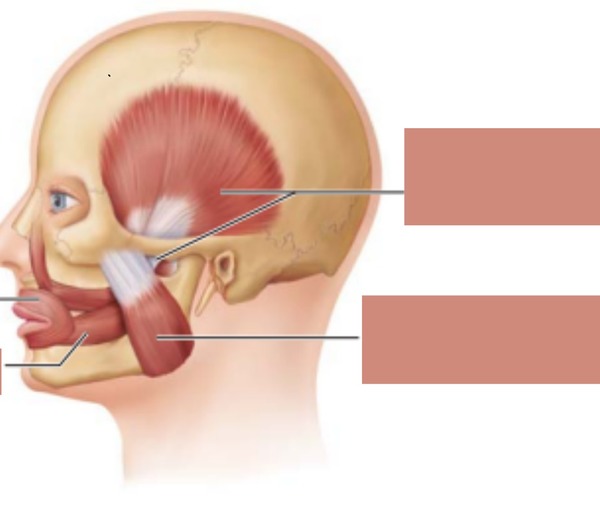 Na imagem mostra alguns músculos responsáveis pela mastigação e movimentação da língua . Quais são eles ?