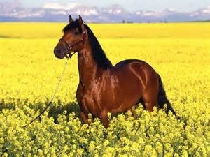 Quelle est la robe (couleur) de ce cheval ?