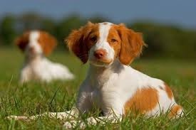 La race de chien Epagneul breton est originaire de quel pays?