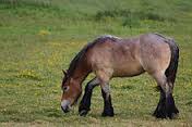 Comment appelle-t-on la couleur de ce cheval ?