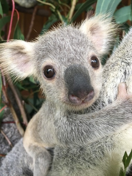 Le koala (Phascolarctos cinereus), appelé aussi paresseux australien, est une espèce de marsupial arboricole herbivore endémique ...