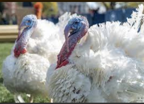 Who pardons a turkeys for thanksgiving ?