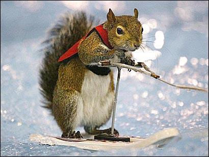 Quel animal pratique du ski nautique ?