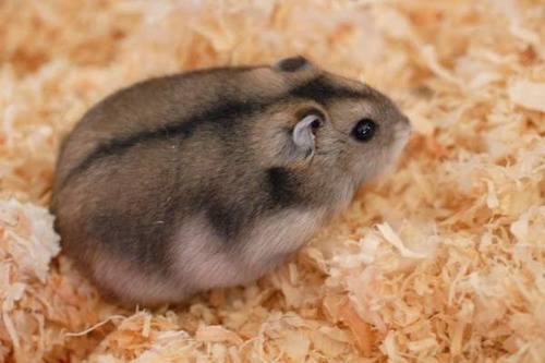 Comment s'appelle ce hamster de youtubeur ?