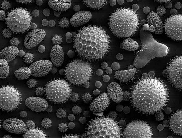 Comment se nomme l'étude des grains de pollen ?