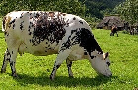 Quelle est cette race de vache ?