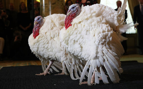Why there are two pardoned turkeys ?