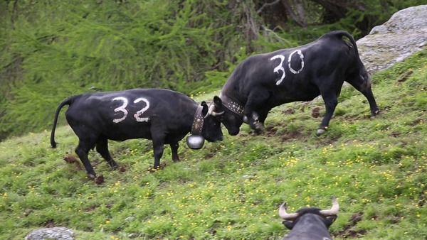Quelle race de vaches est à l’origine des traditionnels combats organisés en Haute-Savoie ?