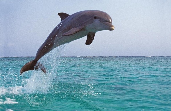 Quelle est cette espèce de dauphin ?