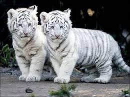 Le petit du tigre blanc s'appelle :