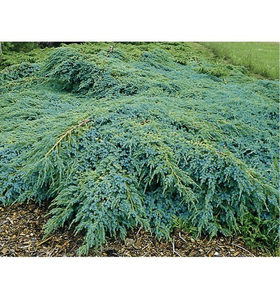 Donnez le nom usuel de cette plante ?