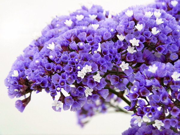 Donnez le nom usuel et le nom botanique de cette fleur ?