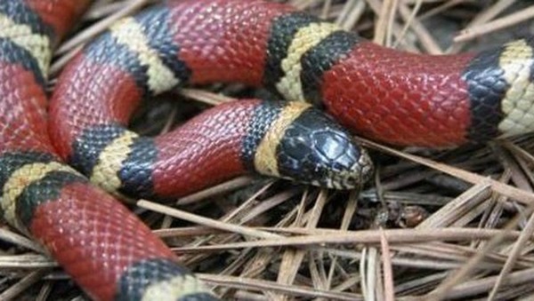 Les serpents ont comme caractéristiques spécifiques d'avoir une langue...