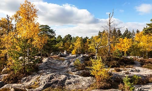 Où se situe la forêt de Fontainebleau ?
