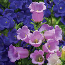 Donnez le nom usuel et le nom botanique de cette fleur ?