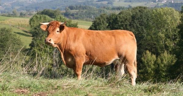 Du jamais vu !  Une vache Limousine élevée dans le centre de l'Angleterre, a été vendue pour 299.000 € lors d'une vente aux enchères organisée ce jeudi 4 février. Son nom Posh Spice lui a été donné en hommage à