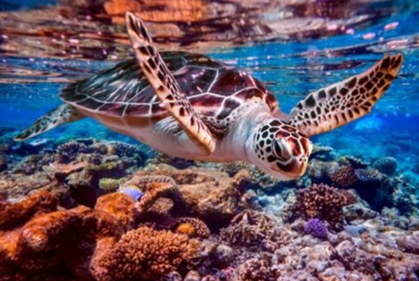 Quelle est la durée de vie que peut atteindre une tortue de mer ?