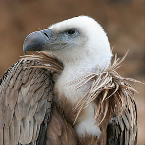 Combien de temps dure la période d'incubation lors de la grossesse chez les vautours fauves ?