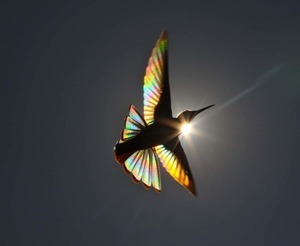 Gdy skrzydła kolibra zamieniają się w kolorową tęczą obserwujemy zjawisko :