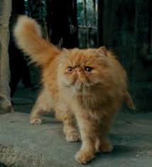 Comment s'appelle le chat d'Hermione qui veut manger le rat de Ron ?