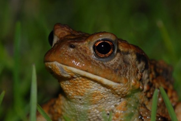 "La bave du crapaud n'atteint pas....."