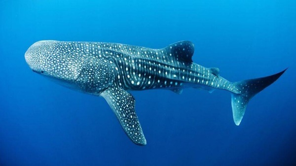 Des chercheurs on réussi à calculer l’âge des requins-baleines grâce à un événement historique. Lequel ?