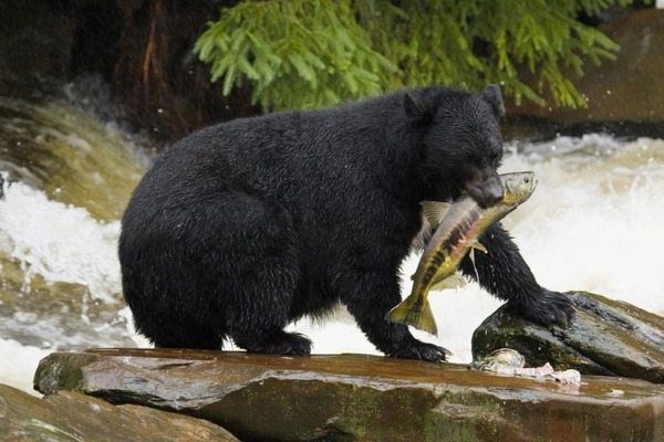 Qu'est-il déconseillé de faire si vous rencontrez un ours noir en forêt ?