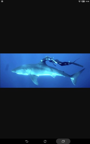 Quelle est la taille grand requin blanc ?