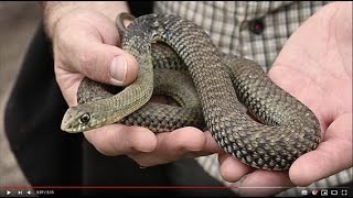 On peut voir ce serpent en Europe !