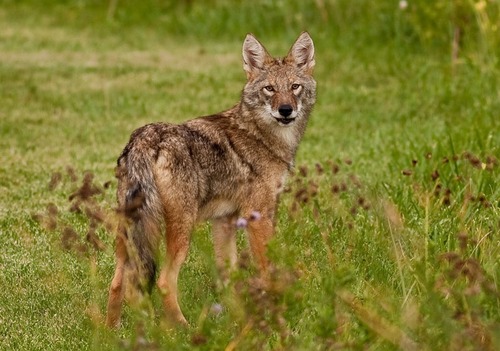 À qui s'associe parfois le coyote pour chasser ?