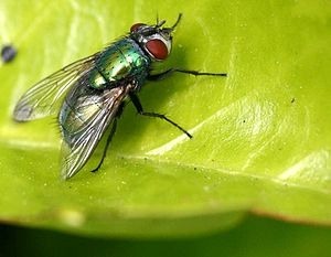 Les mouches sont des insectes pollinisateurs. Vrai ou faux ?