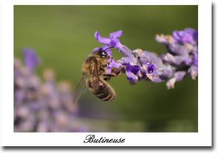 Durée de vie d'une abeille :