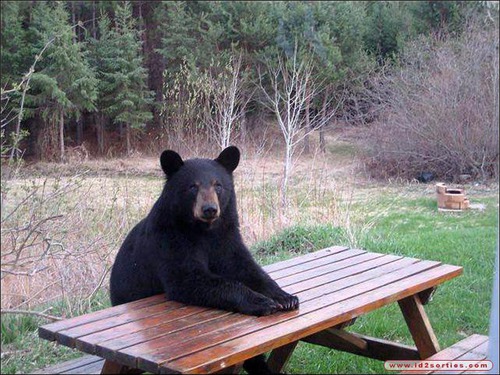 Quel est cet animal installé sur une table de pique-nique et qui attend son repas ?