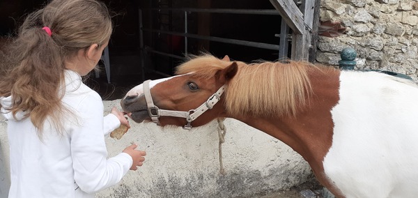 Quelle est cette race de poney ?