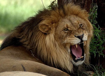 Quel est le cri du lion ?