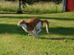 Un chat peut courir à la vitesse de 49 km/h.