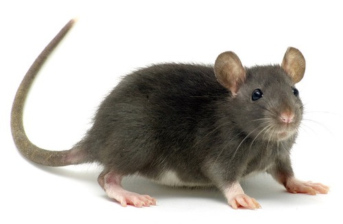 Comment s’appelle la femelle du rat ?